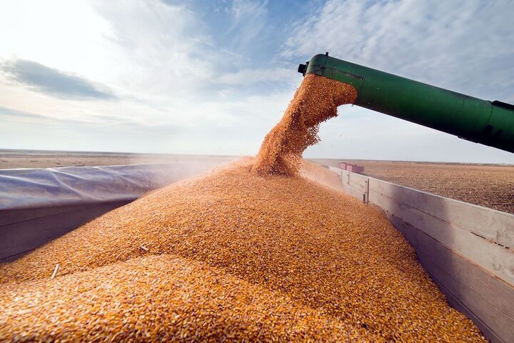 کاهش قیمت جهانی گندم با افزایش تولید مزارع روسیه کاهش قیمت جهانی گندم با افزایش تولید مزارع روسیه