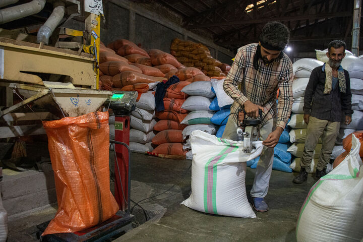 ۴ هزار تن برنج پر محصول در مازندران خریداری شده است