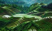 بحران برنج در فیلیپین زنگ خطر تورم جهانی را به صدا درآورد