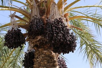 صادرات ۳۹۵ میلیون دلار خرما در سال گذشته