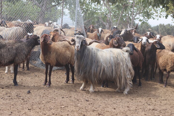 ۳۰ درصد دام مولد کشور ذبح شد ۳۰ درصد دام مولد کشور ذبح شد