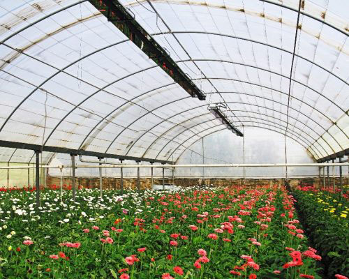 بخاری گلخانه