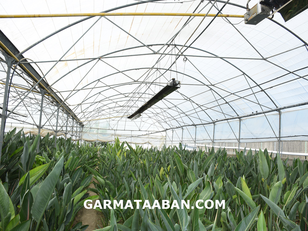 بخاری گلخانه