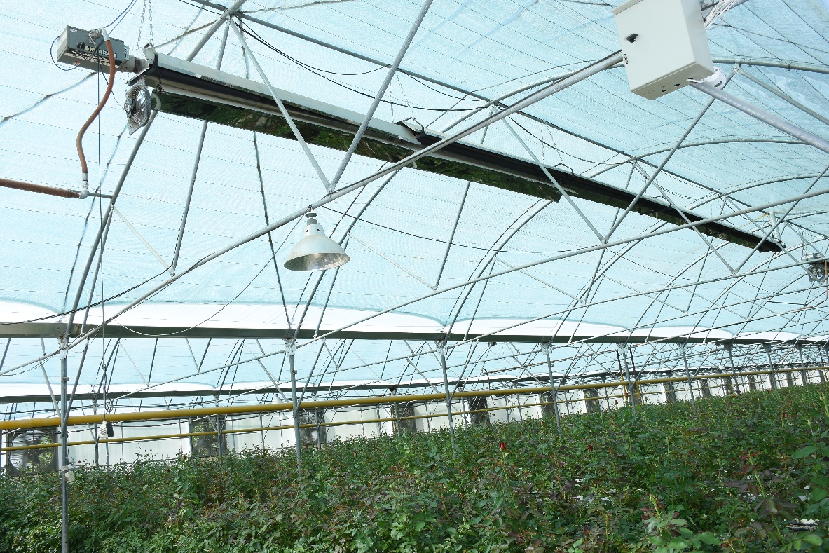 بخاری گلخانه