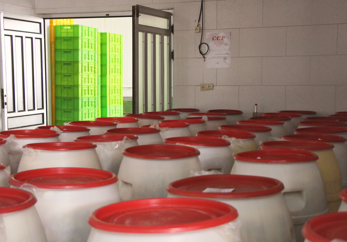 ضربه سنگین نبود صنایع تبدیلی به کشاورزی هرمزگان| ۳۰ درصد محصولات نابود می شود