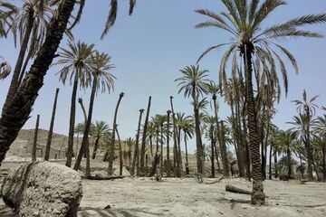 وقتی بی‌برقی کشاورزی را می‌خشکاند| فهرج به خورشید چشم دوخته است