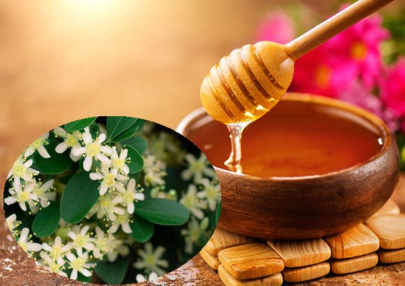 عسل کنار اصل از گل های درخت کنار به دست می آید