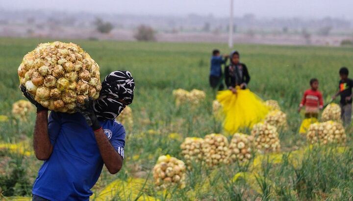 همایش فرصت‌های سرمایه‌گذاری کشاورزی استان همدان برگزار می شود