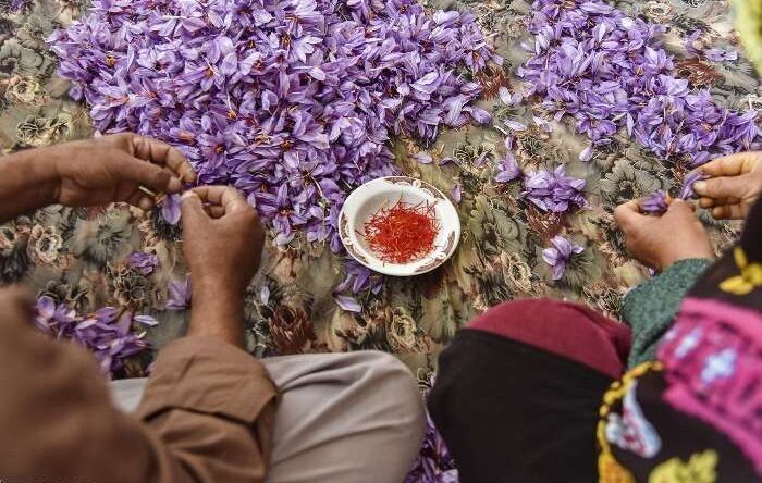 اسپانیا، بزرگترین صادرکننده مجدد زعفران ایرانی