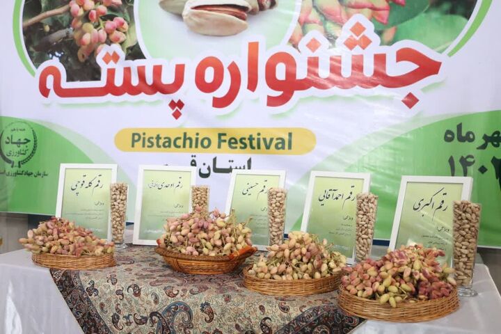 برگزاری جشن شکرانه برداشت پسته در کویر تشنه قم| بازارهای جهانی منتظر طلای سبز برگزاری جشن شکرانه برداشت پسته در کویر تشنه قم| بازارهای جهانی منتظر طلای سبز