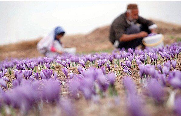 سهم ناچیز ایران از بازار ۸ میلیاردی زعفران در جهان