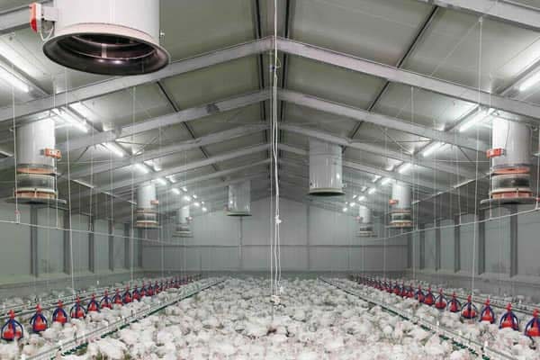 راه اندازی مرغداری از صفر تا صد