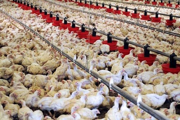 راه اندازی مرغداری از صفر تا صد