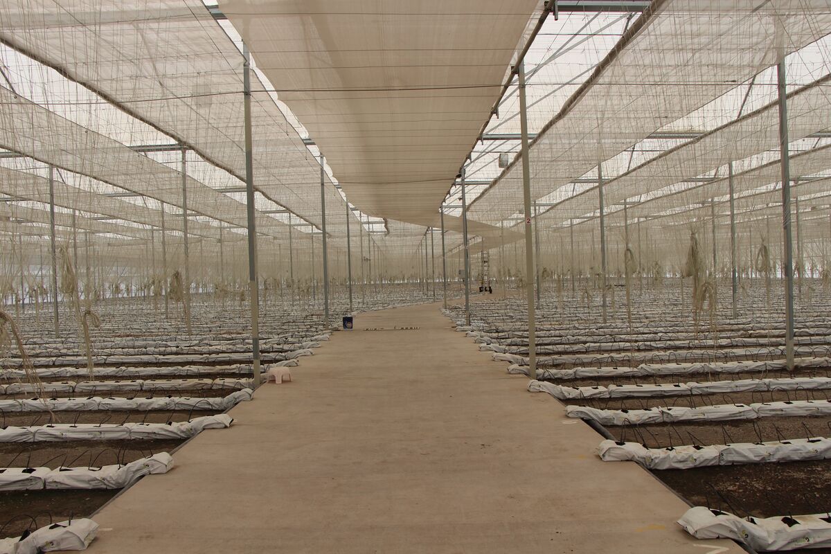 لزوم توسعه کشت گلخانه ای | پیوند اشتغال پایدار، تولید و حفظ منابع آبی