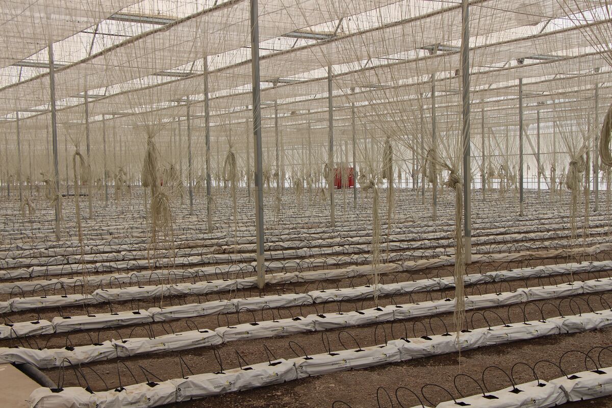 کشاورزی هرمزگان نیازمند رویکردی نوین| هیدروپونیک نوشدارو می شود؟