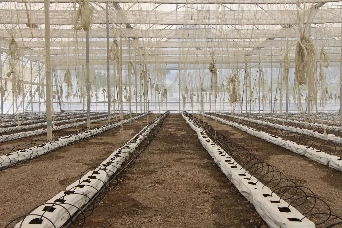 تغییر الگوی تولید نسخه شفابخش حفظ مزارع بکر مازندران