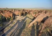 رونق اقتصاد مناطق بیابانی آذربایجان شرقی با پرورش شتر