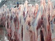 افزایش ۴۰درصدی کشتار دام در نیمه دوم پاییز؛ به زودی قیمت گوشت گوساله منطقی می شود