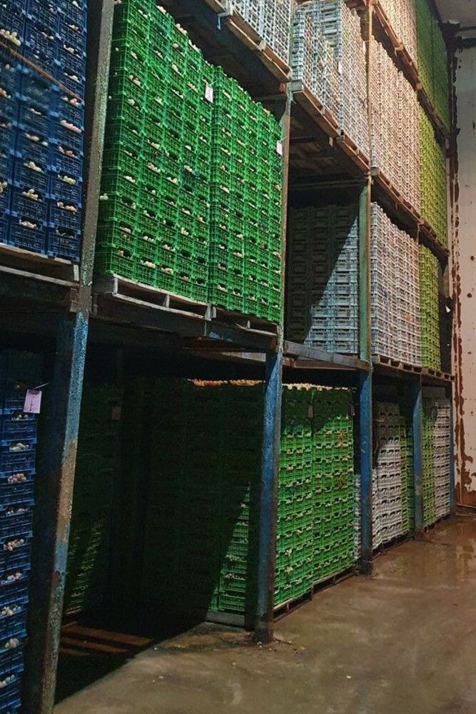 انگور شاهرود گرفتار در پیچ و خم های صادرات | مشکل سردخانه داران در تامین نقدینگی