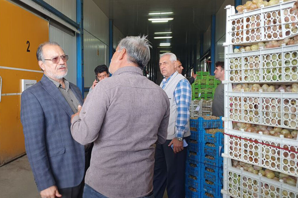 انگور شاهرود گرفتار در پیچ و خم های صادرات | مشکل سردخانه داران در تامین نقدینگی