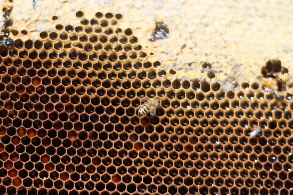 زنبورداران گلستانی در انتظار حمایت اورژانسی| طبیعت بکر بستری برای تولید«ژل رویال»