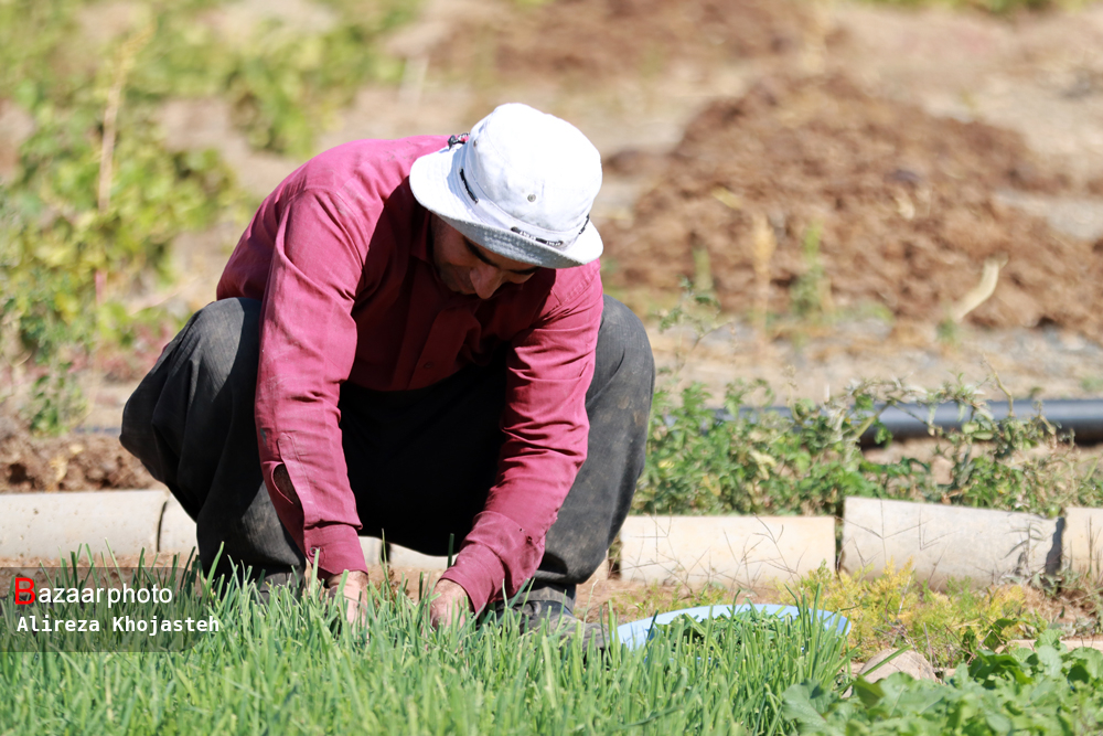 اجرای زنجیره سبز بنیاد برکت در مناطق مرزی غربی کشور؛ اصلاح نژاد نهال تا کشاورزی و فرآوری تولیدات