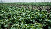 افزایش ارزش غذایی گیاهان با نانوذرات اکسیدفلزی