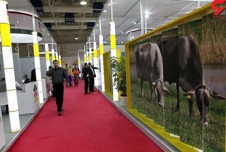نصف جهان میزبان ۲ رویداد مهم صنعت دامپروری می شود| برگزاری سومین نمایشگاه گاو «هلشتاین»