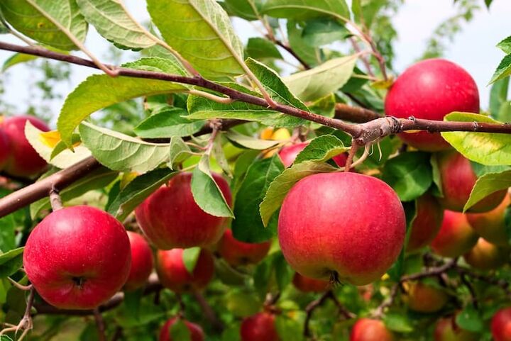 ۳۳ هزار تن سیب در شاهرود تولید شد