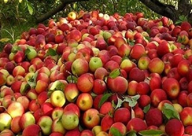 تولید سیب و مرکبات به بیش از ۸ میلیون تن رسید
