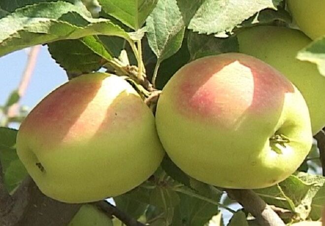 توجه به «فراوری» در مسیر توسعه صادرات سیب سمیرم| دست واسطه ها کوتاه شود