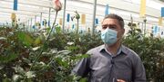 تولید ۸۰۰ هزار شاخه گل رز گلخانه ای در همدان