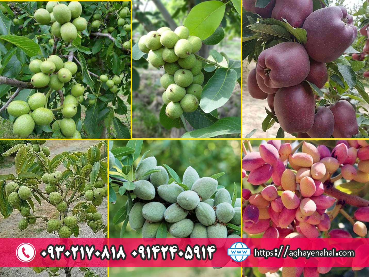 با خرید هر۱۰۰نهال ۲۰ اصله نهال و یک پک کود رایگان از آقای نهال دریافت کنید