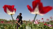 افزایش ۳ برابری درآمد کشاورزان افغان بابت کشت تریاک