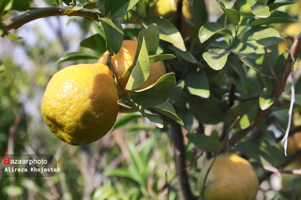 حمایت بنیاد برکت از باغداران سیاهو در قالب زنجیره سبز؛ پساب پرورش ماهی کود باغات نارنگی می شود