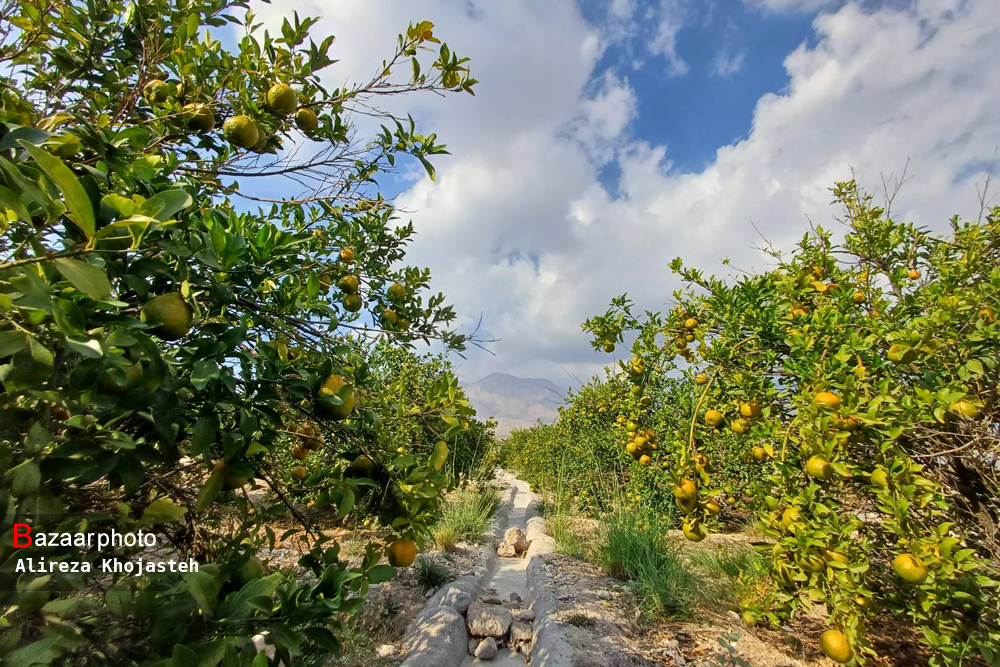 حمایت بنیاد برکت از باغداران سیاهو در قالب زنجیره سبز؛ پساب پرورش ماهی کود باغات نارنگی می شود