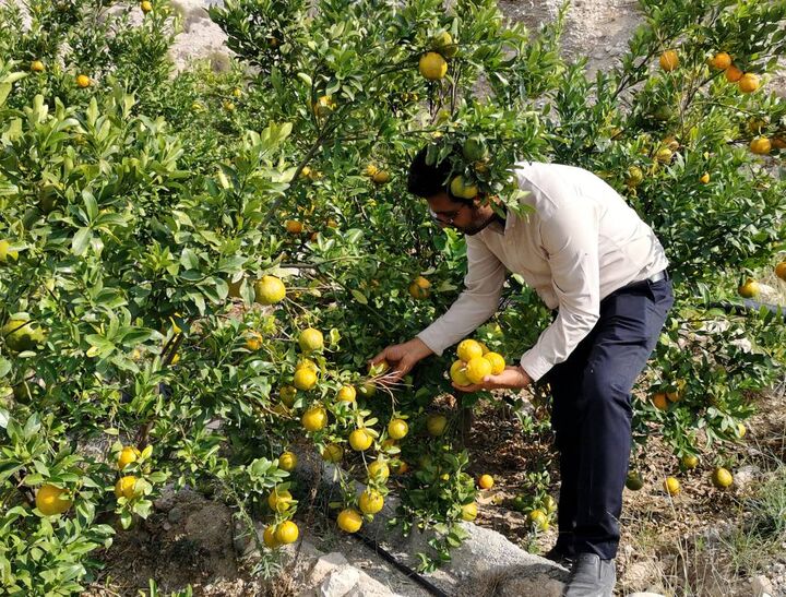 برداشت نارنگی از باغ های گیلان آغاز شد برداشت نارنگی از باغ های گیلان آغاز شد