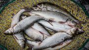 سازمان محیط‌زیست مجوز پرورش ماهی تیلاپیا را صادر نمی‌کند