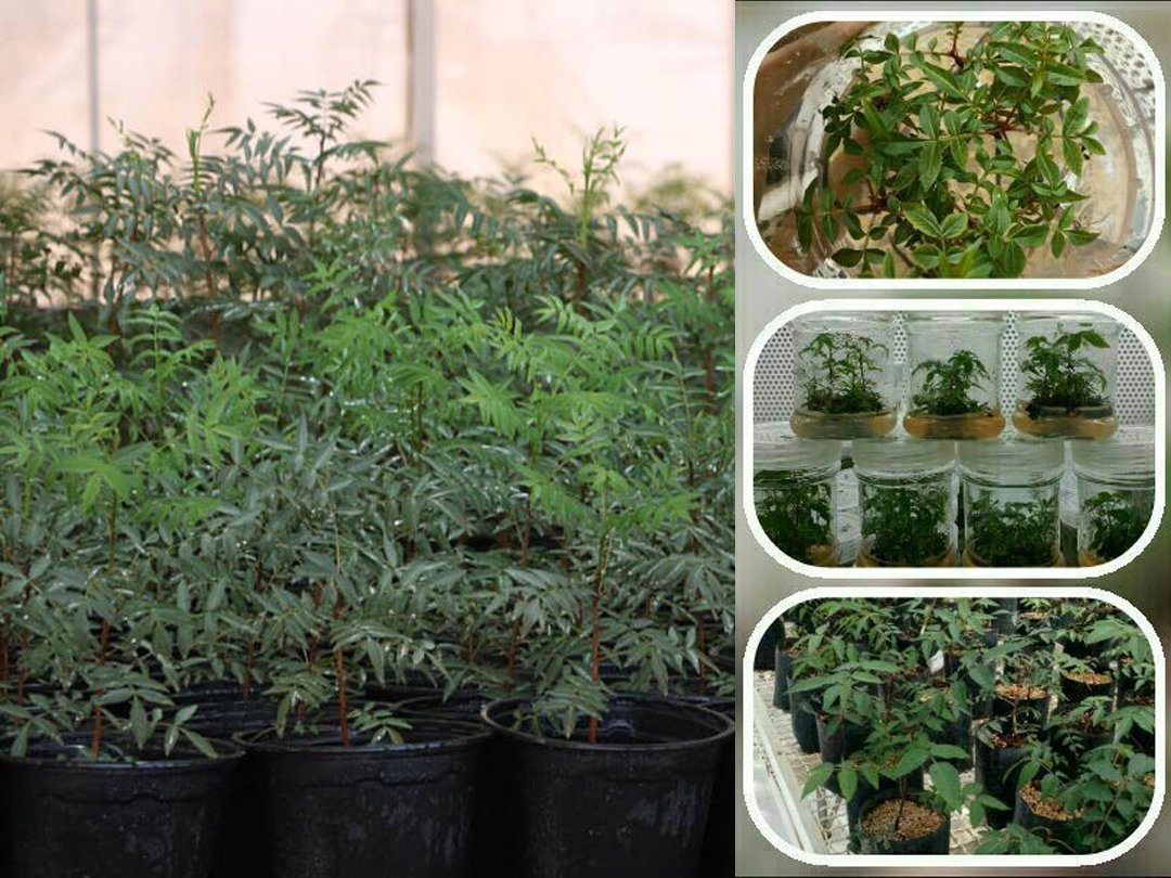 خرید نهال پسته