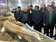 موزه ملی ماهیان خاویاری در جزیره آشوراده افتتاح شد