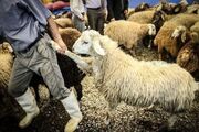 قاچاقچیان دام در قشم گوسفندهای زنده را به دریا ریختند