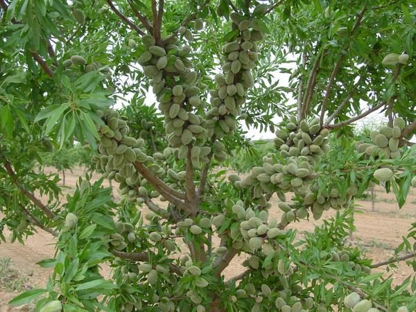 باغداران ایرانی به خرید نهال بادام و کاشت آن روی آورده اند!