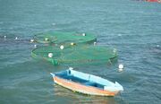 تولید ماهی در قفس در استان بوشهر ۶۱ درصد افزایش یافت