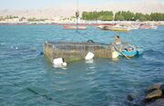 اجرای طرح ابتکاری پرورش ماهی در قفس توسط جوانان روستاهای ساحلی تنگستان+ تصاویر