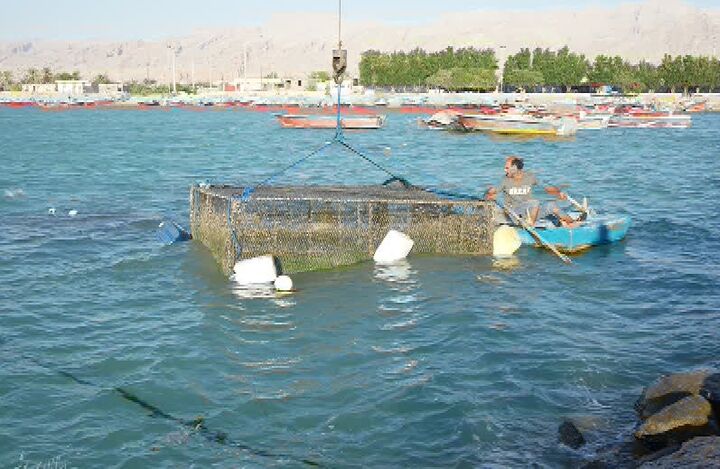تولید سالانه حدود ۱۰ هزار تن ماهی در قفس