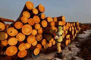 قیمت چوب روسی مرغوب در بازار چقدر است؟ مزایای چوب روسی
