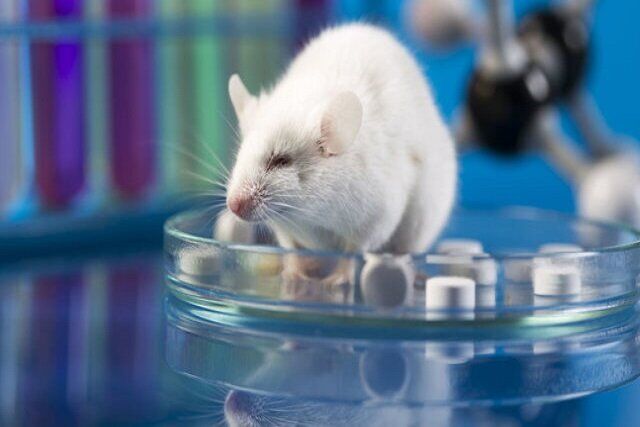 نانورباتی که تومور سرطان مثانه را در موش‌ها ۹۰ درصد کوچک‌تر کرد