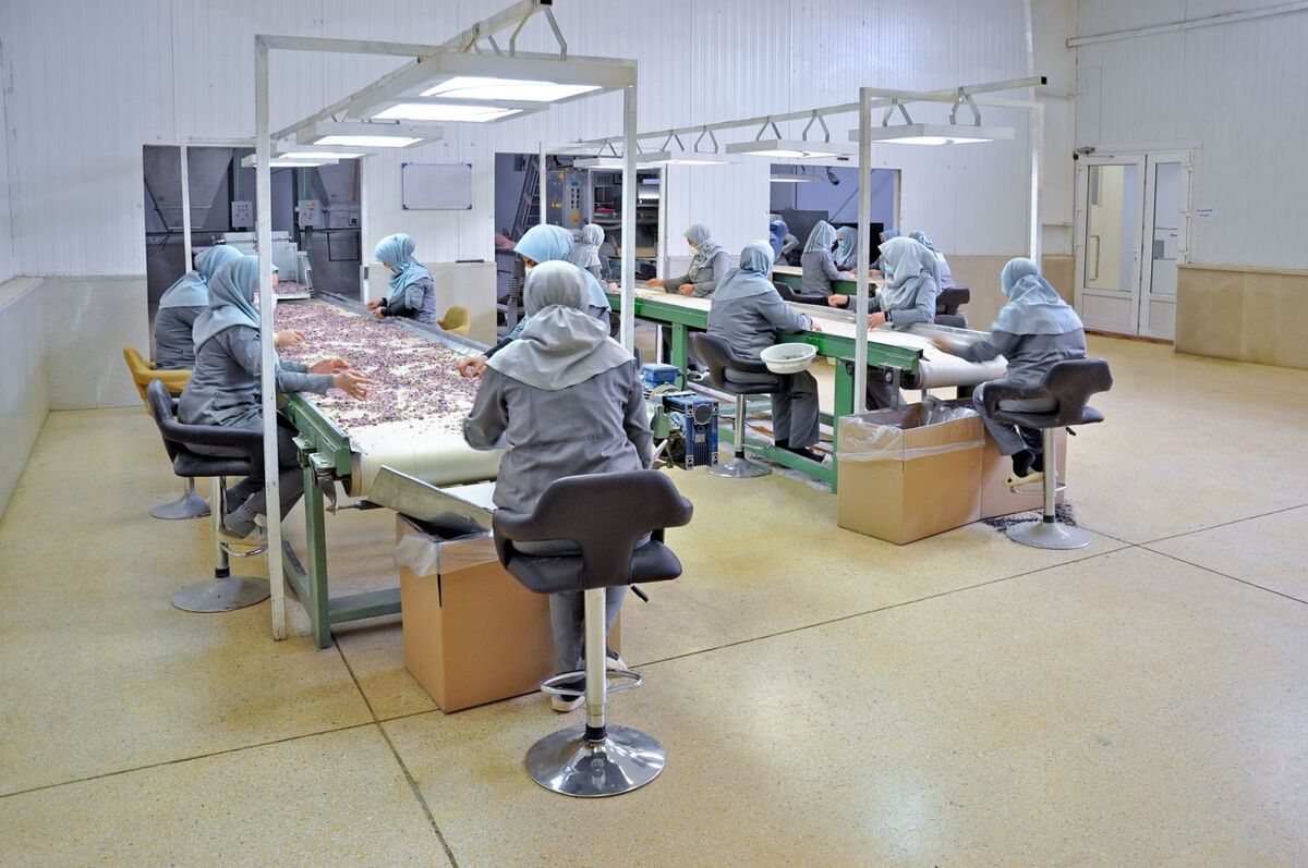 واردات فراوردههای گیاهان دارویی صادراتی با بستهبندی متفاوت!