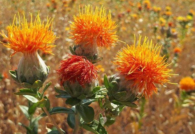 کشت گیاهان دارویی فرصتی برای توسعه اقتصادی| واحد فرآوری فعال در گلستان نیاز است