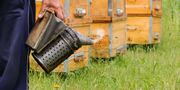 گرانی تجهیزات صنعت زنبورداری و کاهش ۷۰ درصدی تقاضا ظرف یکسال